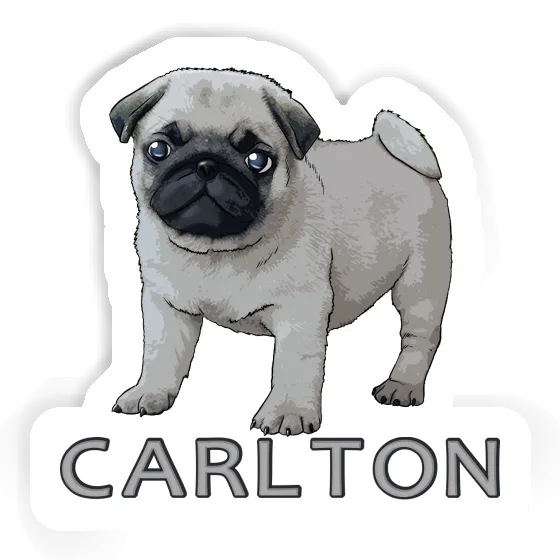 Pug Sticker Carlton Laptop Image