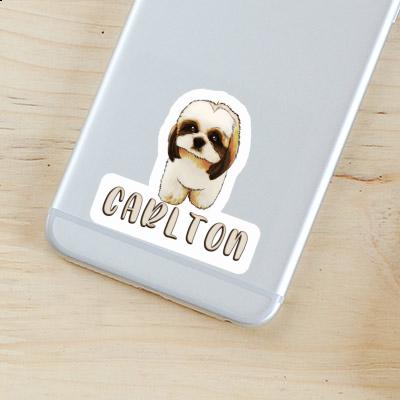 Shih Tzu Sticker Carlton Image