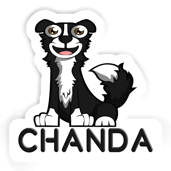 Chanda Sticker Border Collie Chanda Sticker Border Collie Image