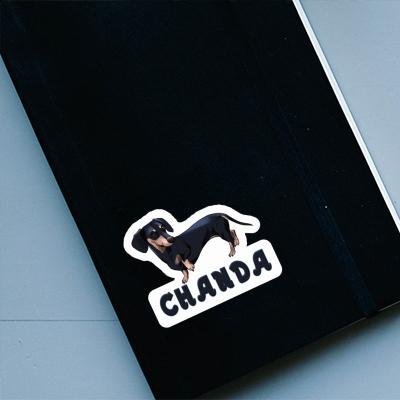 Aufkleber Chanda Dackel Gift package Image