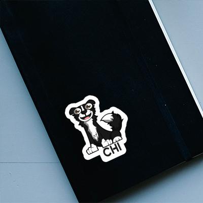 Sticker Chi Border Collie Laptop Image