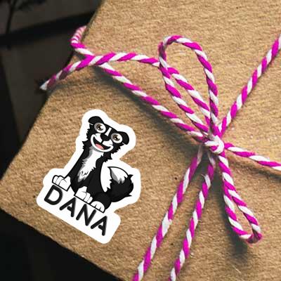 Sticker Dana Border Collie Gift package Image