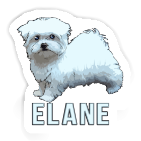 Autocollant Elane Bichon maltais Image