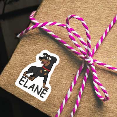 Sticker German Pinscher Elane Image