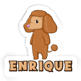 Aufkleber Pudel Enrique Image