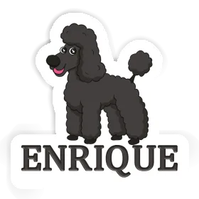 Pudel Aufkleber Enrique Image