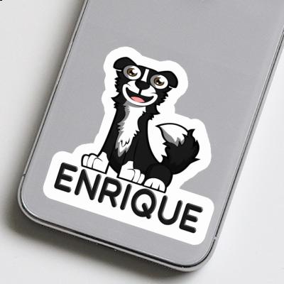 Border Collie Autocollant Enrique Border Collie Autocollant Enrique Image
