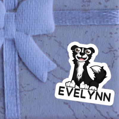 Border Collie Autocollant Evelynn Gift package Image