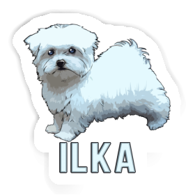 Maltese Dog Sticker Ilka Image