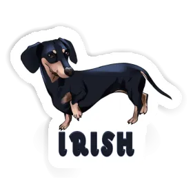 Autocollant Teckel Irish Image