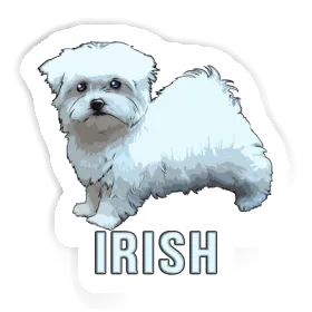 Bichon maltais Autocollant Irish Image