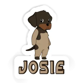 Sticker German Wirehaired Pointer Josie Image