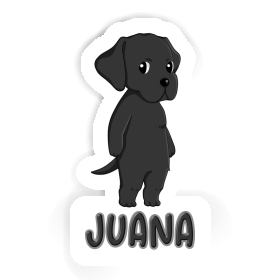 Labrador Autocollant Juana Image