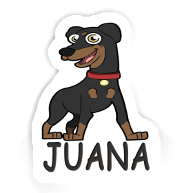 Pinscher Autocollant Juana Image