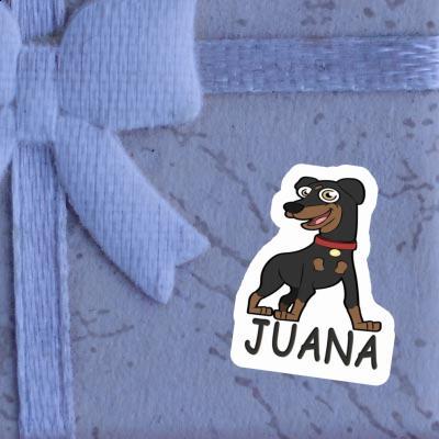 Sticker German Pinscher Juana Gift package Image