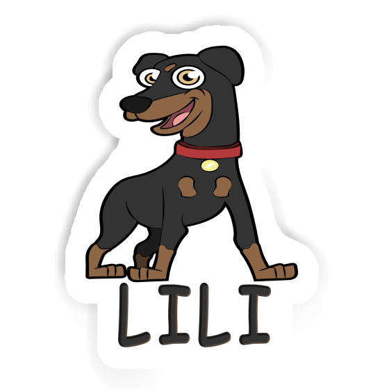 Lili Sticker Pinscher Laptop Image