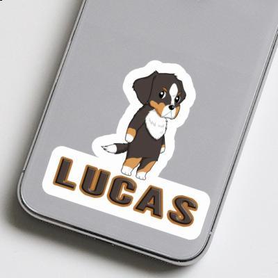 Bouvier bernois Autocollant Lucas Image