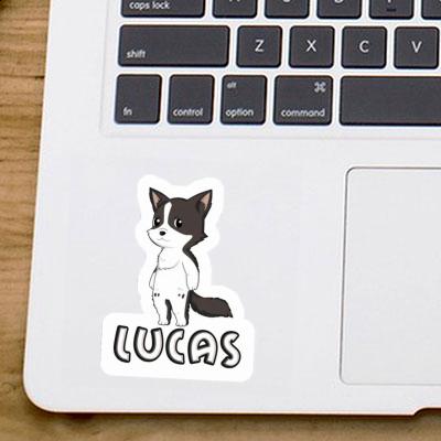 Collie border Autocollant Lucas Laptop Collie border Autocollant Lucas Laptop Image