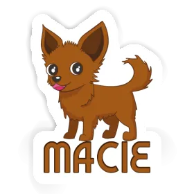 Sticker Macie Chihuahua Image