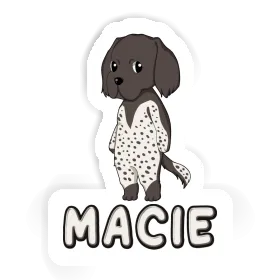 Small Munsterlander Sticker Macie Image