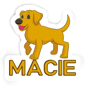 Sticker Macie Labrador Image