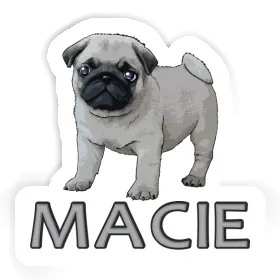 Pug Sticker Macie Image