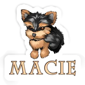 Sticker Yorkshire Terrier Macie Image