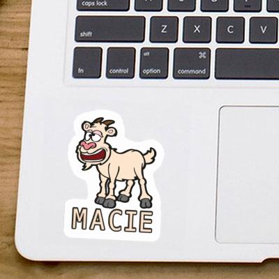 Macie Autocollant Chèvre Notebook Macie Autocollant Chèvre Gift package Image
