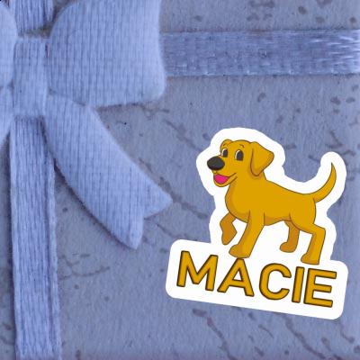 Autocollant Macie Labrador Laptop Image