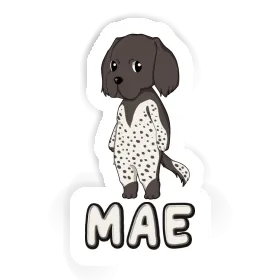 Sticker Small Munsterlander Mae Image