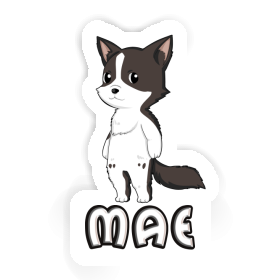 Sticker Border Collie Mae Image