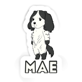 Sticker Mae English Cocker Spaniel Image