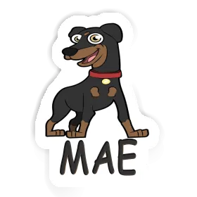 Pinscher Autocollant Mae Image