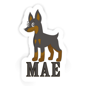 Autocollant Mae Pinscher Image