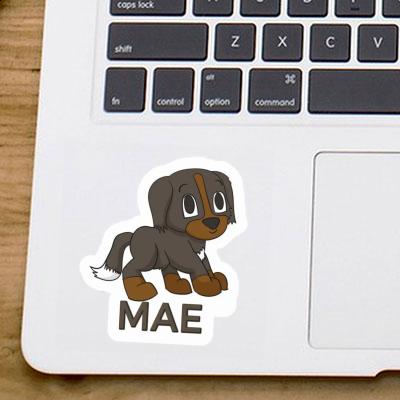 Berner Sennenhund Sticker Mae Gift package Image