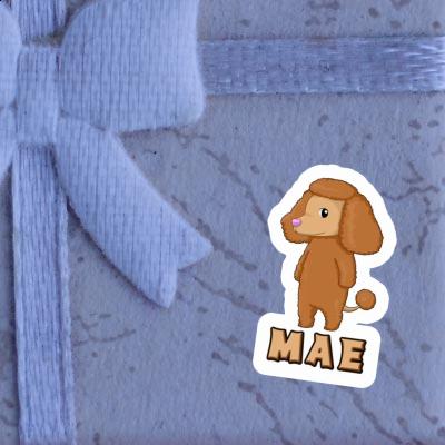 Sticker Mae Poodle Gift package Image