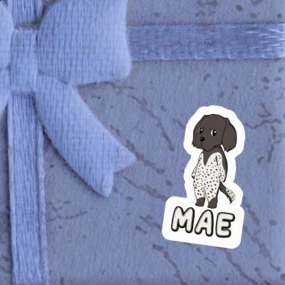 Sticker Small Munsterlander Mae Gift package Image