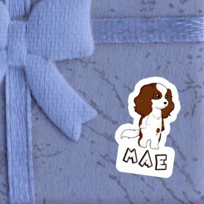 Sticker Cavalier King Charles Spaniel Mae Laptop Image