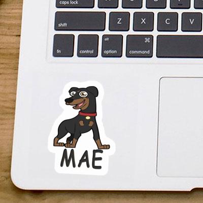 Pinscher Autocollant Mae Gift package Image