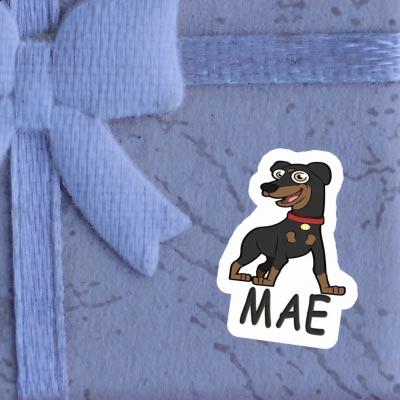 Pinscher Autocollant Mae Image