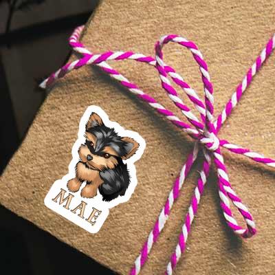 Sticker Yorkshire Terrier Mae Gift package Image