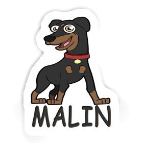 Sticker Malin German Pinscher Image