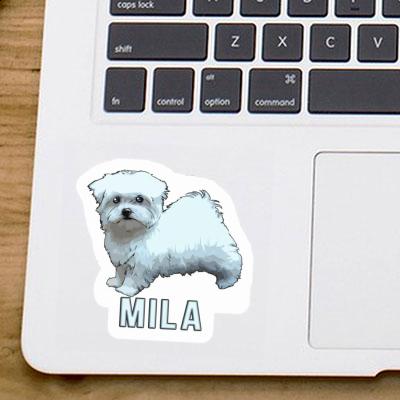 Autocollant Bichon maltais Mila Gift package Image