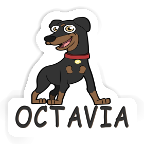 Autocollant Octavia Pinscher Image