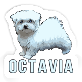 Octavia Autocollant Maltais Image
