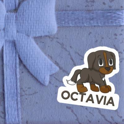 Autocollant Bouvier bernois Octavia Gift package Image