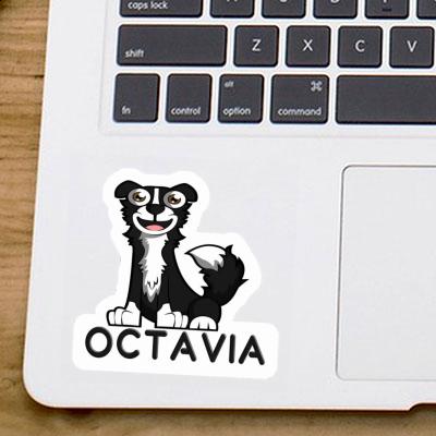 Collie Sticker Octavia Notebook Collie Sticker Octavia Gift package Image