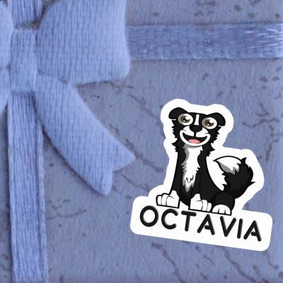 Autocollant Border Collie Octavia Laptop Autocollant Border Collie Octavia Laptop Image