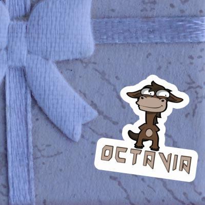 Standing Horse Sticker Octavia Notebook Standing Horse Sticker Octavia Gift package Image