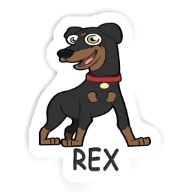 Autocollant Rex Pinscher Image
